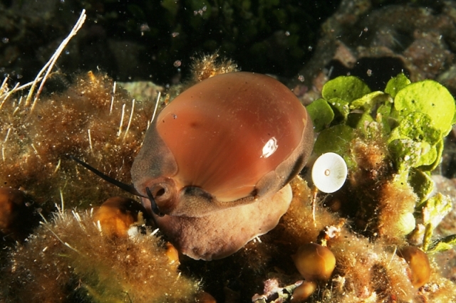 Luria lurida (Linnaeus, 1758)